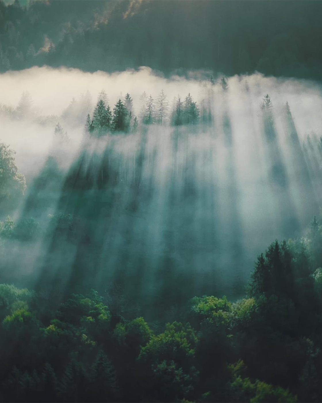 Ein Wald von oben, in dem Sonnenstrahlen durch den Morgennebel zwischen die Bäume fallen